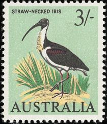 Straw-necked Ibis (Threskiornis spinicollis)