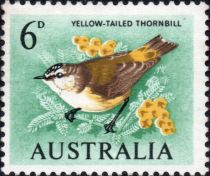 Yellow-tailed Thornbill (Acanthiza chrysorrhoa)