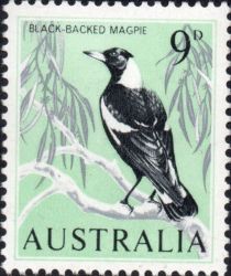 Black-backed Magpie (Gymnorhina tibicen)