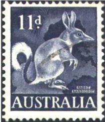 Greater Bilby (Macrotis lagotis)