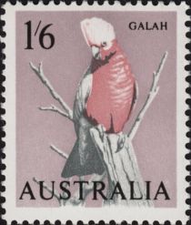 Galah (Eolophus roseicapilla)