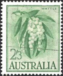 Wattle (Acacia pycnantha) - phosphor paper