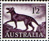 Thylacine (Thylacinus cyanocephalus)