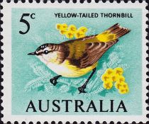 Yellow-tailed Thornbill (Acanthiza chrysorrhoa)