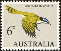 Blue-faced Honeyeater (Entomyzon cyanotis)