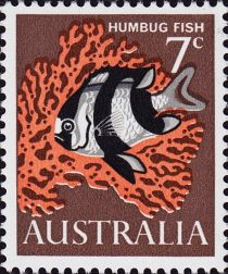 Humbug Fish (Dascyllus aruanus)