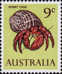 White-spotted Hermit Crab (Dardanus megistos)