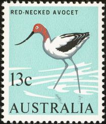 Red-necked Avocet (Recurvirostra novaehollandiae)