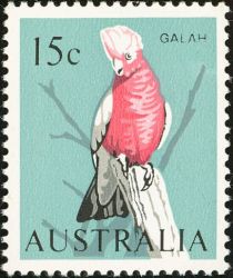 Galah (Eolophus roseicapilla)