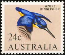 Azure Kingfisher (Alcedo azureus)