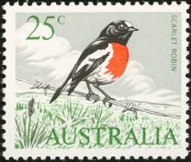 Scarlet Robin (Petroica multicolor)