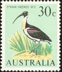 Straw-necked Ibis (Threskiornis spinicollis)