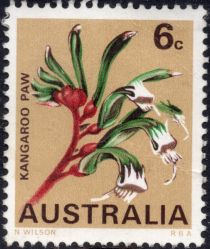 Kangaroo Paw (Anigozanthos manglesii), Western Australia