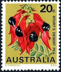 Sturt's Desert Pea (Swainsona formosa), South Australia