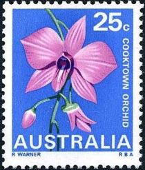 Cooktown Orchid (Dendrobium bigibbum), Queensland