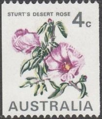 Sturt's Desert Rose (Gossypium sturtianum) 4c