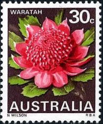 Waratah (Telopea speciosissima), New South Wales - type I