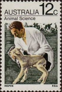 Vet and Lamb (Ovis ammon aries) - Animal Science