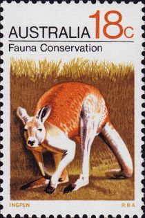 Red Kangaroo (Osphranter rufus) - Fauna Conservation