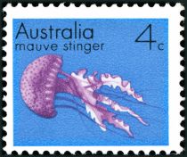 Mauve Stinger (Pelagia noctiluca)