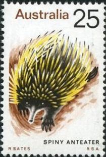 Spiny Anteater (Tachyglossus aculeatus)