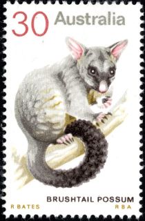 Common Brushtail Possum (Trichosurus vulpecula)