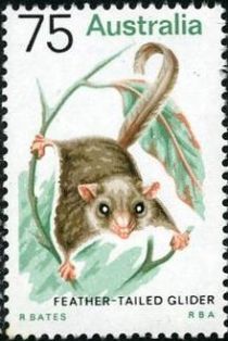 Feather-tailed Glider (Acrobates pygmaeus)