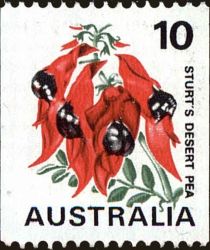 Sturt's Desert Pea (Swainsona formosa)