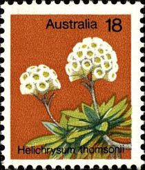 Helichrysum thomsonii