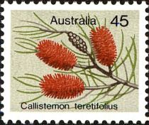 Callistemon teretifolius