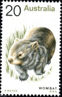 Common Wombat (Vombatus ursinus)