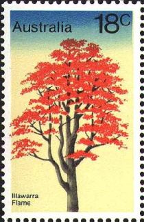 Illawarra Flame Tree (Brachychiton acerifolius)