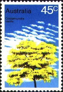 Cootamundra Wattle (Acacia baileyana)