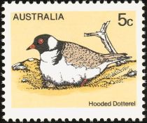 Hooded Dotterel (Thinornis cucullatus)