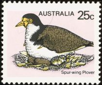 Spur-wing Plover (Vanellus miles)