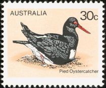 Pied Oystercatcher (Haematopus longirostris)