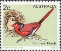 Crimson Finch (Neochmia phaeton)