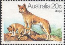 Dingo (Canis lupus dingo)