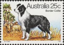 Border Collie (Canis lupus familiaris)