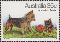 Australian Terrier (Canis lupus familiaris)