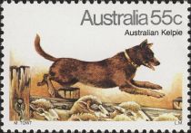 Australian Kelpie (Canis lupus familiaris)