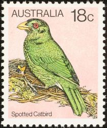 Spotted Catbird (Ailuroedus maculosus)