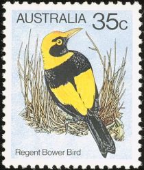 Regent Bower Bird (Sericulus chrysocephalus)