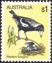 Western Magpie (Gymnorhina tibicen dorsalis)