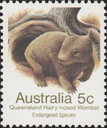 Queensland Hairy-nosed Wombat (Lasiorhinus krefftii)