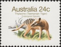 Thylacine (Thylacinus cyanocephalus)