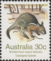 Bridled Nail-tailed Wallaby (Onychogalea fraenata)