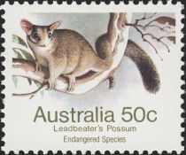 Leadbeater's Possum (Gymnobelideus leadbeateri)