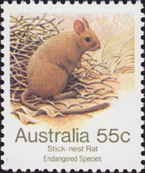 Greater Stick-nest Rat (Leporillus conditor)