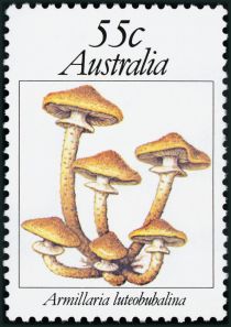 Armillaria luteobubalina